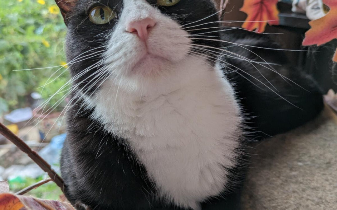 Cat of the Month: Moochi