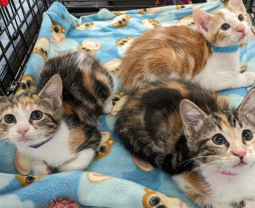 Adoption Success