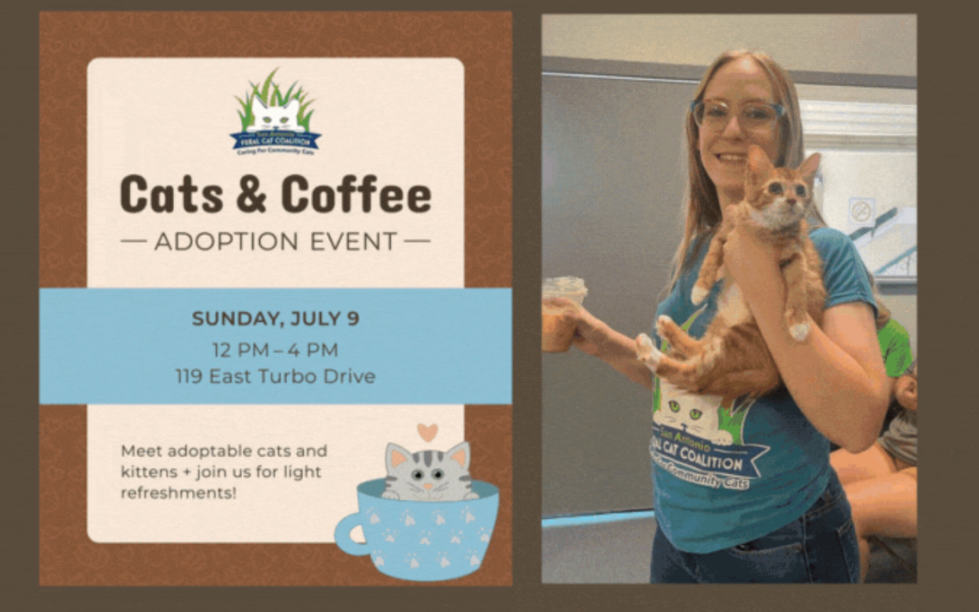 Cats & Coffee