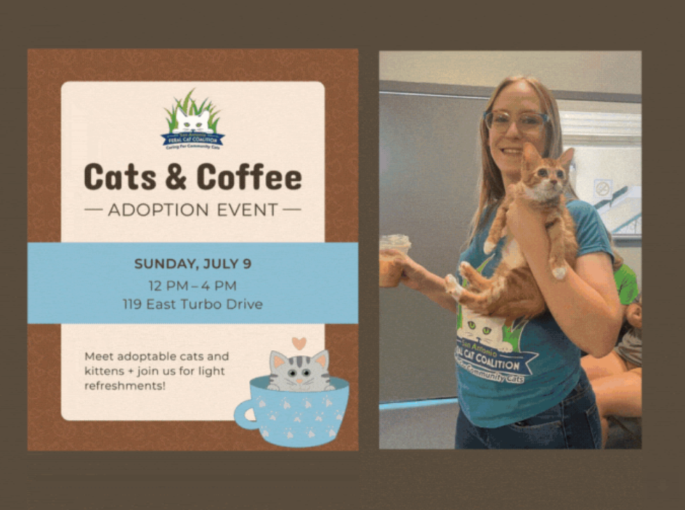 cats-coffee-san-antonio-feral-cat-coalition