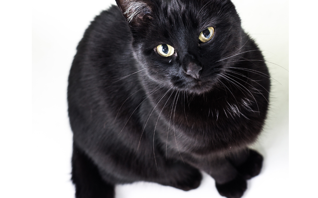 Black Cat Appreciation Day