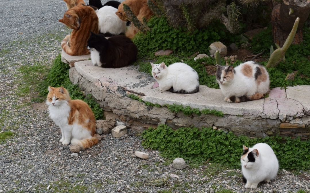 In-Person TNR Presentation September 9