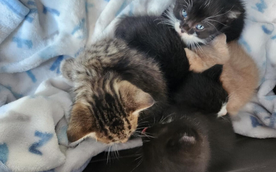 PAWsome Shout-Outs!