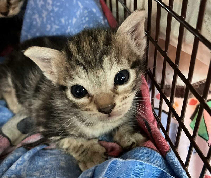 foster kitty looking cute